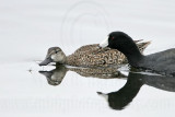 _MG_9610 Blue-winged Teal.jpg