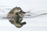 _MG_9753 Blue-winged Teal.jpg