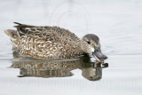 _MG_9982 Blue-winged Teal.jpg