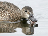 _MG_9982crop Blue-winged Teal.jpg