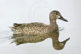 _MG_9994 Blue-winged Teal.jpg