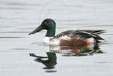 _MG_0345 Northern Shoveler.jpg