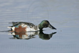 _MG_0843 Northern Shoveler.jpg