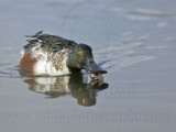 _MG_0875 Northern Shoveler.jpg