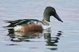 _MG_0879 Northern Shoveler.jpg