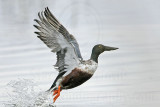 _MG_9302 Northern Shoveler.jpg