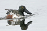 _MG_9357 Northern Shoveler.jpg