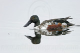 _MG_9369 Northern Shoveler.jpg