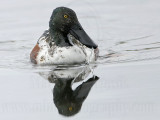 _MG_9419 Northern Shoveler.jpg