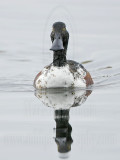 _MG_9692 Northern Shoveler.jpg