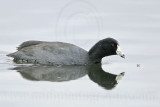 _MG_0095 American Coot.jpg