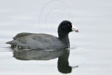 _MG_0096 American Coot.jpg