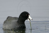 _MG_0539 American Coot.jpg