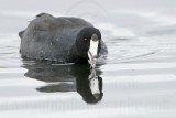 _MG_9552 American Coot.jpg