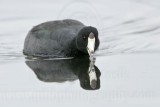 _MG_9630 American Coot.jpg