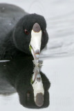 _MG_9630crop American Coot.jpg