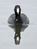 _MG_9899 American Coot.jpg