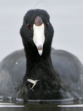 _MG_9899crop American Coot.jpg