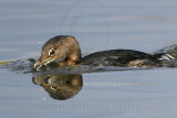 _MG_0632 Pied-billed Grebe.jpg