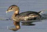 _MG_0633 Pied-billed Grebe.jpg