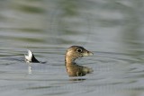 _MG_0694 Pied-billed Grebe.jpg