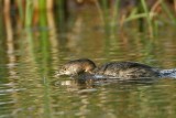 _MG_0741 Pied-billed Grebe.jpg