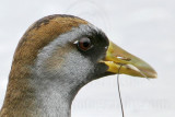 _MG_9848crop Sora.jpg