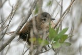 _MG_9352 Marsh Wren.jpg