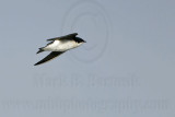 _MG_0706 Tree Swallow.jpg