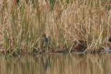 _MG_1003 Red-winged Blackbird.jpg
