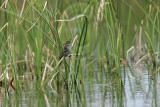 _MG_1093 Red-winged Blackbird.jpg