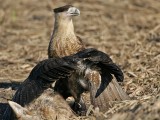 _MG_0935 Crested Caracara & White-tailed Hawk.jpg