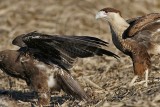 _MG_1136 Crested Caracara & White-tailed Hawk.jpg