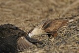 _MG_1148 Crested Caracara & White-tailed Hawk.jpg