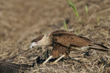 _MG_1155 Crested Caracara & White-tailed Hawk.jpg