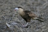 _MG_2798 Crested Caracara.jpg