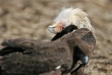 _MG_4787 Crested Caracara & White-tailed Hawk.jpg