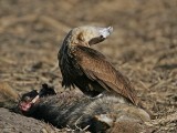 _MG_6510 Crested Caracara.jpg