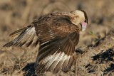 _MG_7581 Crested Caracara.jpg