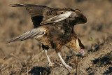 _MG_7585 Crested Caracara.jpg