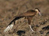 _MG_7586 Crested Caracara.jpg