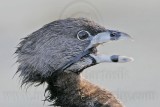 _MG_8721 Pied-billed Grebe.jpg