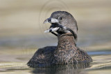 _MG_9027 Pied-billed Grebe.jpg