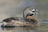 _MG_9055 Pied-billed Grebe.jpg
