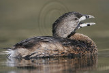 _MG_9080 Pied-billed Grebe.jpg