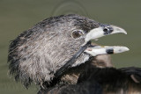 _MG_9182 Pied-billed Grebe.jpg