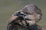 _MG_9186 Pied-billed Grebe.jpg