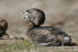 _MG_9414 Pied-billed Grebe.jpg