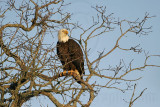 _MG_3123 Bald Eagle.jpg