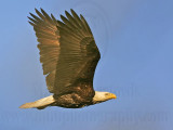 _MG_3196 Bald Eagle.jpg